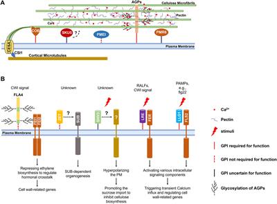 The regulation of the cell wall by glycosylphosphatidylinositol-anchored proteins in Arabidopsis
